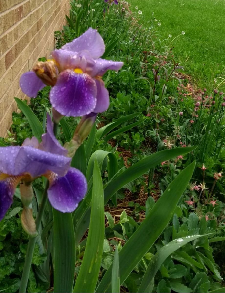 Tumpane flower garden